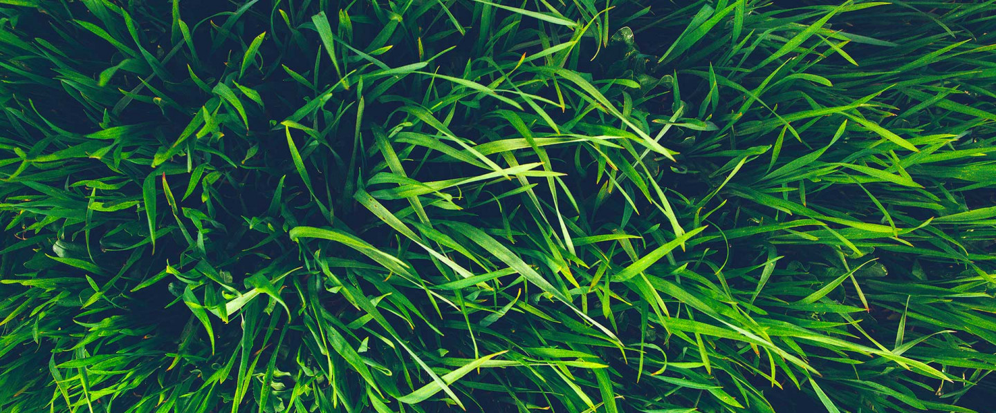 Choose the Right Grass for Your Property